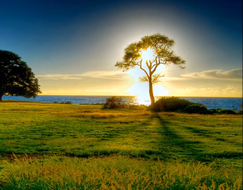 arbol iluminado