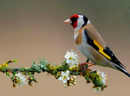 imagen pajaro en rama