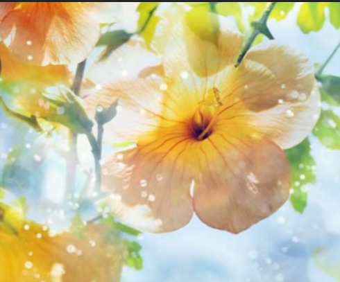 hermosa flor