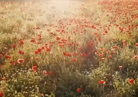 flores en el campo